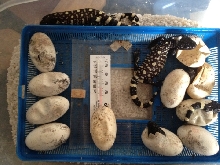 H. h. exasperatum clutch 2 2012