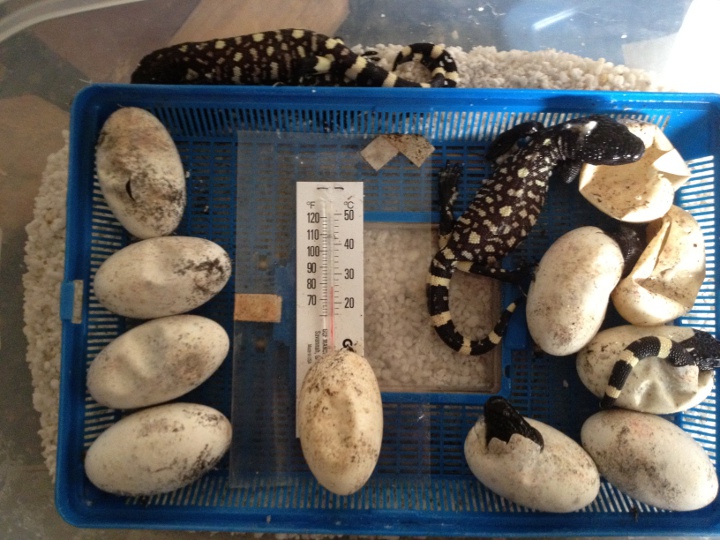 H. h. exasperatum clutch 2 2012