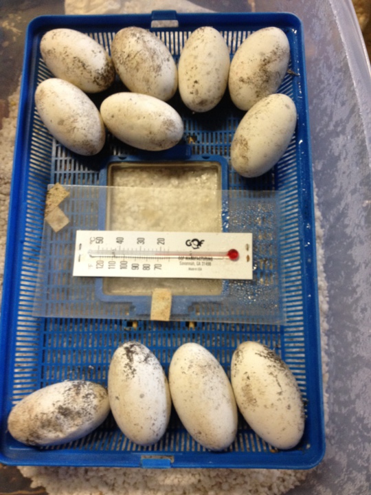 H. h. exasperatum eggs
