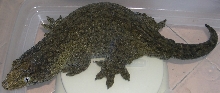 Female Leachianus 305 grams