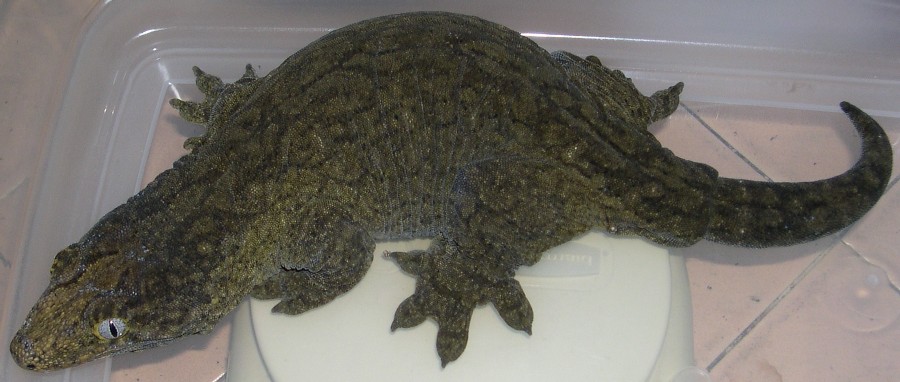 Female Leachianus 305 grams