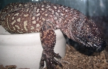 H. h. exasperatum 01