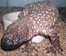 H. h. exasperatum