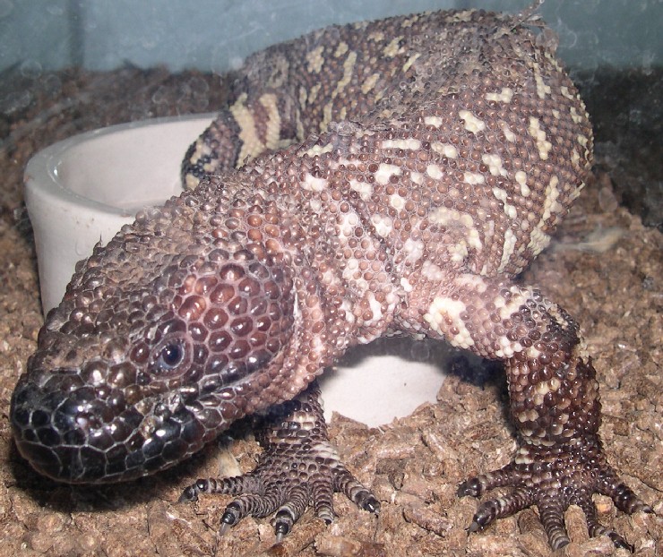 H. h. exasperatum