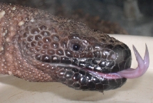 Beaded tongue