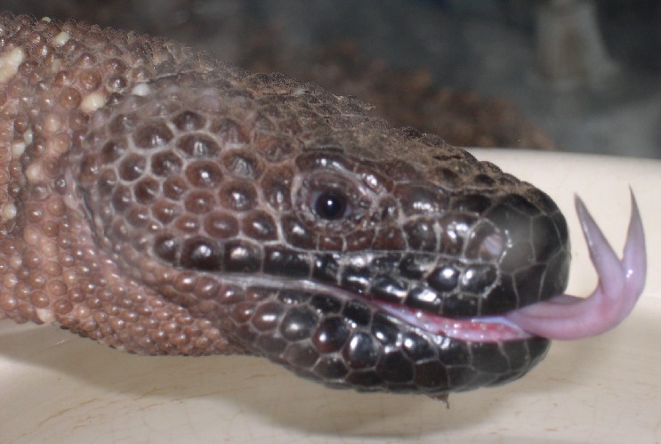 Beaded tongue