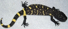 H, h, exasperatum 03-06