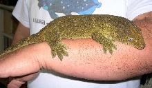 Grande Terre leachianus (Type A)