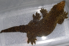 Male Yate leachianus 341 grams