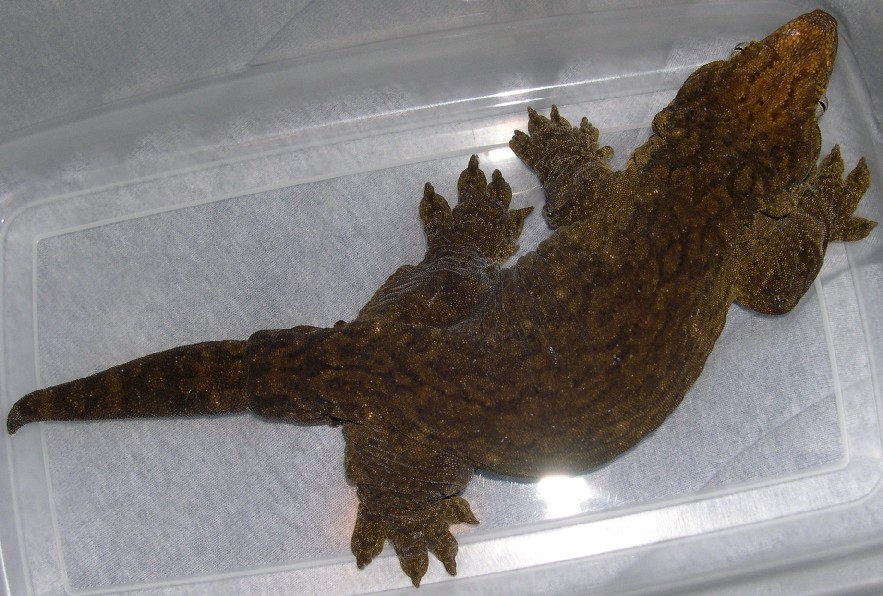 Male Yate leachianus 341 grams