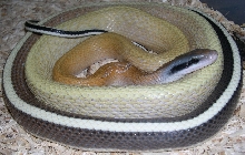 E. t. ridleyi