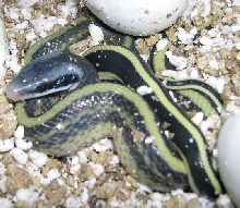 E. t. ridleyi hatchling closeup