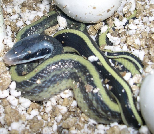 E. t. ridleyi hatchling closeup