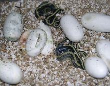 E. t. ridleyi hatchlings