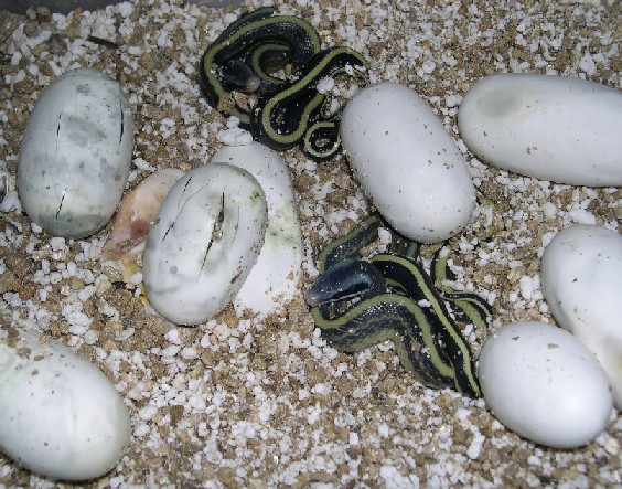 E. t. ridleyi hatchlings