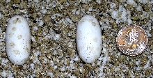 leachianus eggs