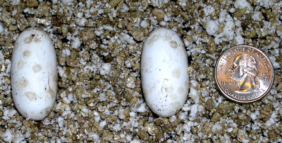 leachianus eggs