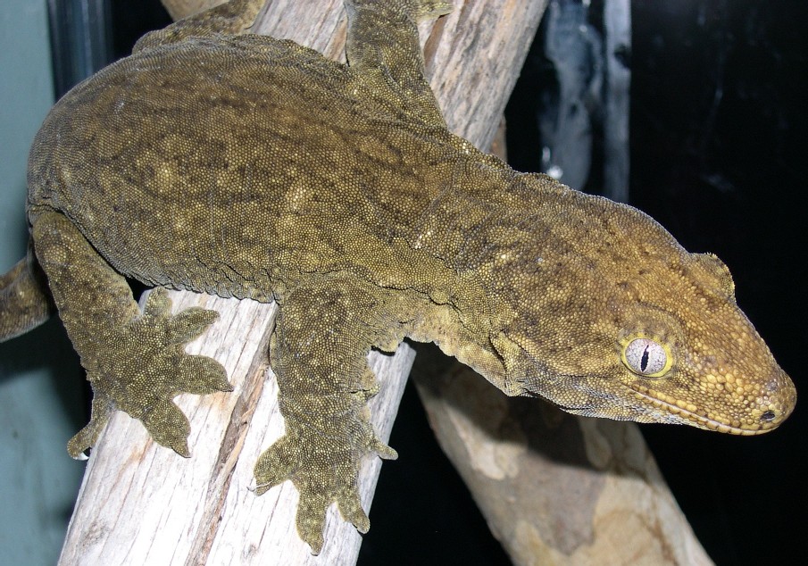 leachianus