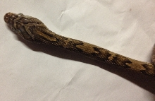 Trimorphodon quadruplex