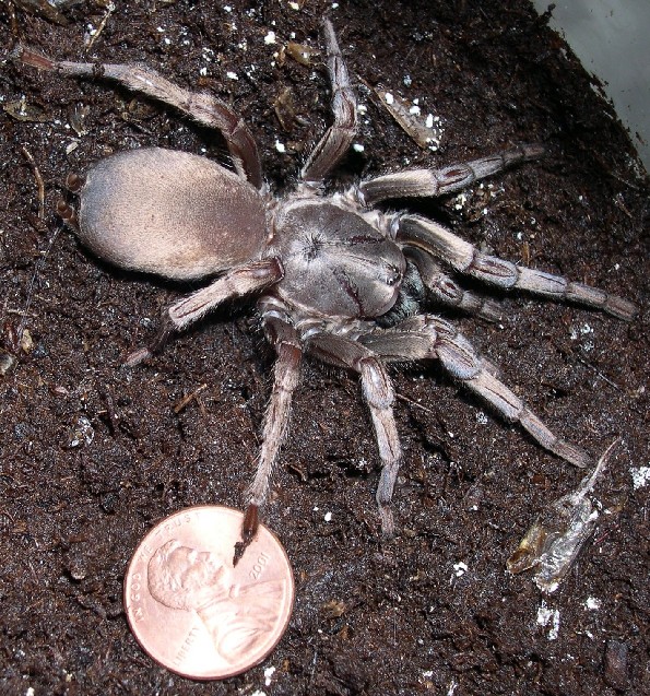 Unknown tarantula