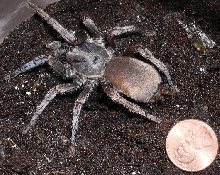 Unknown tarantula