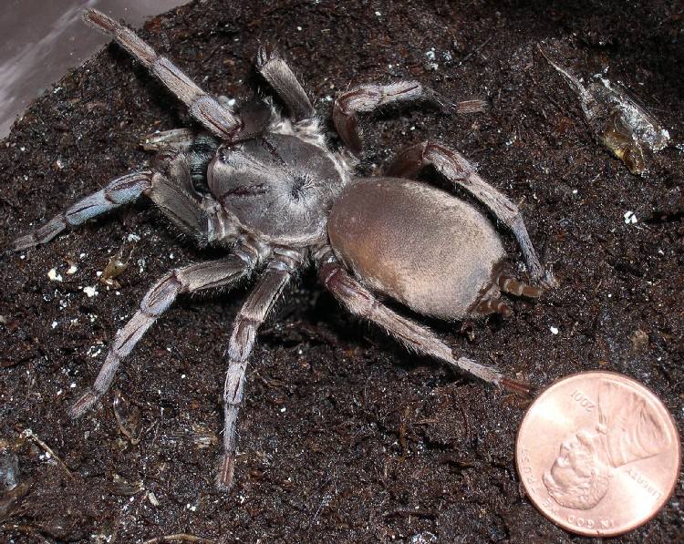 Unknown tarantula