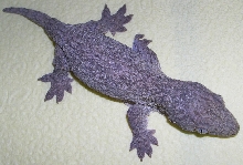 Yate hatchling 14 grams