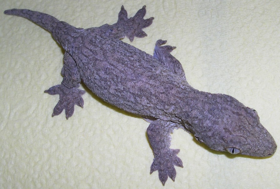 Yate hatchling 14 grams