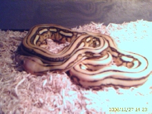 My new baby female Super Tiger Reticulated Python