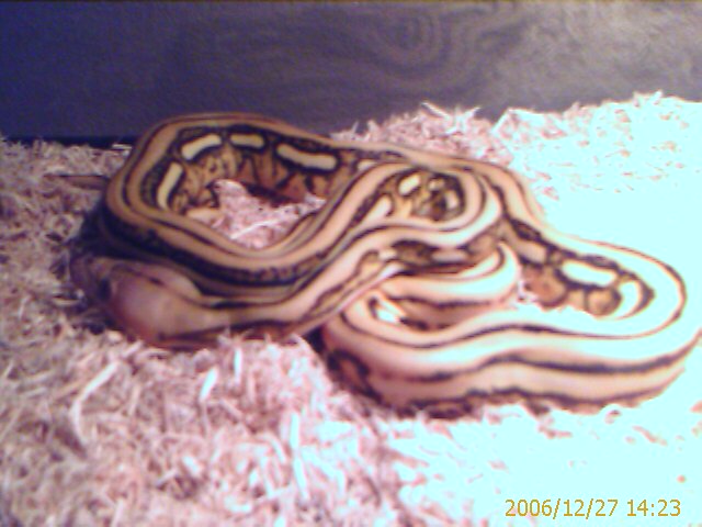 My new baby female Super Tiger Reticulated Python