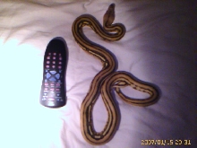 supertiger just shed