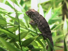 Baby Crossed Morph Panther