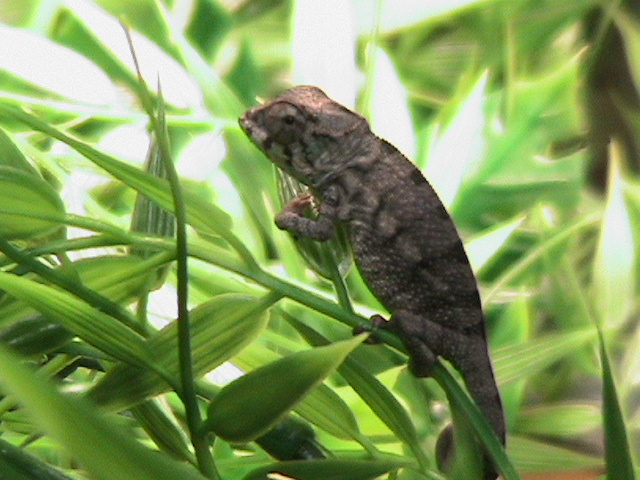 Baby Crossed Morph Panther