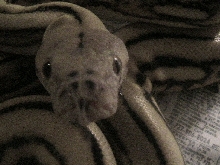 heres looking at you