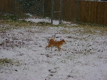 copper snow 1