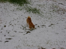 copper snow 2