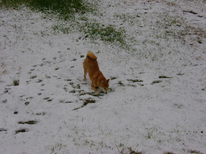 copper snow 2