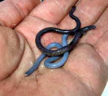 Brahminy Blind Snakes
