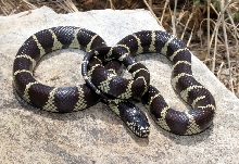 California Kingsnake