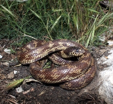 California Kingsnake abberrant phase