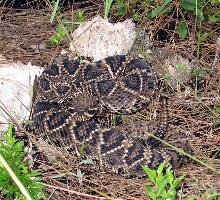 Eastern Diamonback Rattlesnake