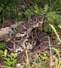 Eastern Diamondback Rattlesnake