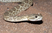 Mojave Rattlesnake
