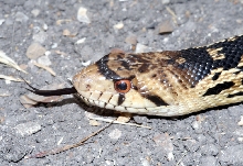 San Diego Gopher Snake