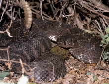 Southern Pacific Rattlesnake