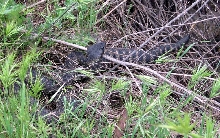 Southern Pacific Rattlesnake