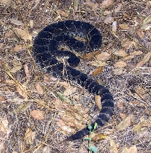 Southern Pacific Rattlesnake