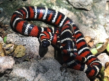 Mountain Kingsnake