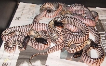 Am2011A