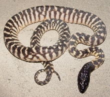Am2011a02m